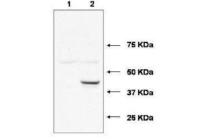 Western blot using  affinity purified anti-Ube2j1 antibody shows detection of Ube2j1 in 293 cells over-expressing Myc-Ube2j1 (Lane 2). (UBE2J1 antibody  (N-Term))