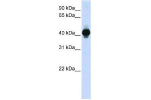 GPR18 antibody (70R-10503) used at 0. (GPR18 antibody  (Middle Region))