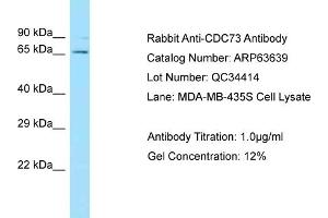 Western Blotting (WB) image for anti-Parafibromin (CDC73) (C-Term) antibody (ABIN970362) (HRPT2 antibody  (C-Term))