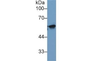 Detection of KPNa2 in Human 293T cell lysate using Monoclonal Antibody to Karyopherin Alpha 2 (KPNa2) (KPNA2 antibody  (AA 157-412))