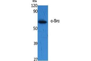 Western Blot (WB) analysis of specific cells using c-Src Polyclonal Antibody. (Src antibody  (Tyr1141))