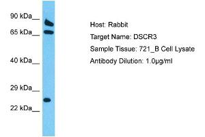 Host: Rabbit Target Name: DSCR3 Sample Tissue: Human 721_B Whole Cell Antibody Dilution: 1ug/ml (DSCR3 antibody  (Middle Region))