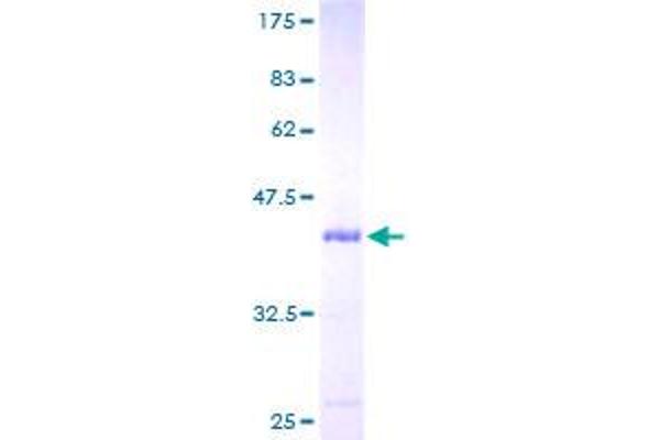 UBL3 Protein (AA 1-117) (GST tag)