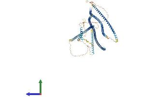 AlphaFold protein structure predicition of Human Recombinant GOLGA2 Protein, UniprotID Q08379 (Golgin A2 (GOLGA2) (AA 1-1002) protein (His tag))