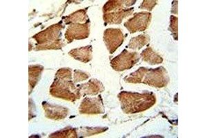 IHC analysis of FFPE human skeletal muscle stained with TAZ antibody (TAZ antibody  (AA 32-60))