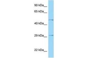 Image no. 1 for anti-HtrA Serine Peptidase 1 (HTRA1) (AA 122-171) antibody (ABIN6748124) (HTRA1 antibody  (AA 122-171))