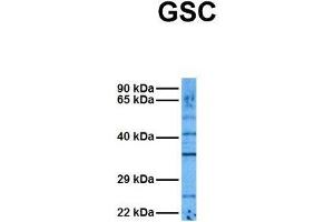Western Blotting (WB) image for anti-Goosecoid Homeobox (GSC) (N-Term) antibody (ABIN2779490)