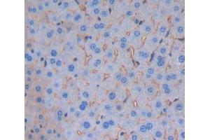 Used in DAB staining on fromalin fixed paraffin- embedded Kidney tissue (Signaling Lymphocytic Activation Molecule Family, Member 5 (AA 32-222) antibody)