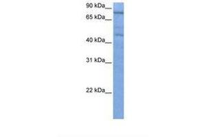 Image no. 1 for anti-Zinc Finger Protein 555 (ZNF555) (C-Term) antibody (ABIN6739135) (ZNF555 antibody  (C-Term))