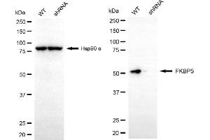 Western blotting analysis using FKBP5 antibody (ABIN7798625).