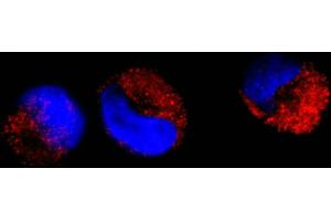 Immunofluorescence (IF) image for anti-C-Abl Oncogene 1, Non-Receptor tyrosine Kinase (ABL1) (AA 850-900) antibody (ABIN7448914) (ABL1 antibody  (AA 850-900))