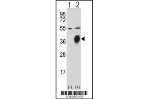 Western blot analysis of PLAUR using rabbit polyclonal PLAUR Antibody (W151) using 293 cell lysates (2 ug/lane) either nontransfected (Lane 1) or transiently transfected (Lane 2) with the PLAUR gene. (PLAU antibody  (AA 136-166))