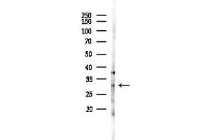 Western blot analysis of lysates from PC12 cells(LPS 4h treatment), using TMEM163 Antibody at 1/1000 dilution.