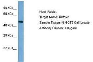 Image no. 1 for anti-RNA Binding Motif Protein 9 (RBM9) (AA 32-81) antibody (ABIN6750288)