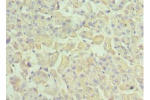 Immunohistochemistry of paraffin-embedded human pancreatic tissue using ABIN7167346 at dilution of 1:100 (Rab4 antibody  (AA 1-218))