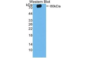 Detection of Recombinant CASP12, Mouse using Polyclonal Antibody to Caspase 12 (CASP12) (Caspase 12 antibody  (AA 1-413))