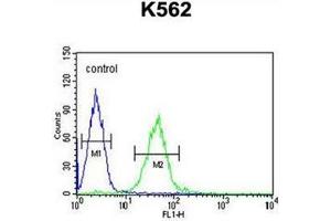 Flow cytometric analysis of K562 cells using GTPBP2 antibody (C-term) Cat.