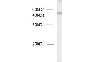 Western Blotting (WB) image for anti-Glu-alpha-Tubulin (C-Term) antibody (ABIN1742545) (Glu-alpha-Tubulin (C-Term) antibody)