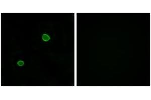 Immunofluorescence analysis of MCF7 cells, using APOL4 Antibody. (Apolipoprotein L 4 antibody  (AA 301-350))