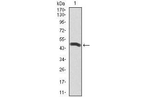 Western Blotting (WB) image for anti-Polo-Like Kinase 1 (PLK1) (AA 331-508) antibody (ABIN1098105)