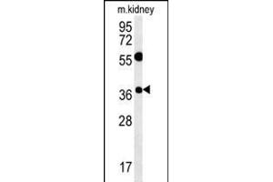 TSN3 Antibody (Center) (ABIN651749 and ABIN2840386) western blot analysis in mouse kidney tissue lysates (15 μg/lane). (Tetraspanin 3 antibody  (AA 90-117))