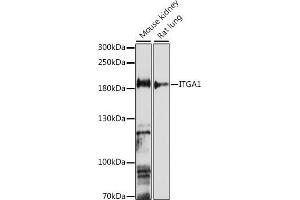 Western blot analysis of extracts of various cell lines, using ITG antibody (6054) at 1:1000 dilution. (Integrin alpha 1 antibody  (AA 700-800))