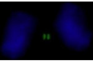 Immunofluorescence (IF) image for anti-Inner Centromere Protein Antigens 135/155kDa (INCENP) (AA 325-400) antibody (ABIN7448389) (INCENP antibody  (AA 325-400))