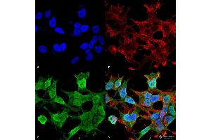 Immunocytochemistry/Immunofluorescence analysis using Mouse Anti-Neuroligin 1 Monoclonal Antibody, Clone S97A-31 . (Neuroligin 1 antibody  (AA 718-843) (PerCP))