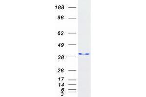 Western Blotting (WB) image for Nucleophosmin (Nucleolar phosphoprotein B23, Numatrin) (NPM1) (Transcript Variant 1) protein (Myc-DYKDDDDK Tag) (ABIN2727710)