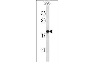 Western blot analysis in 293 cell line lysates (35ug/lane). (EMC4 antibody  (N-Term))