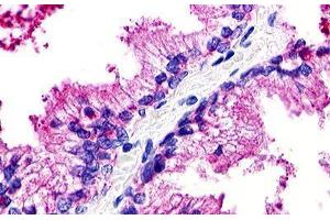 Image no. 1 for anti-G Protein-Coupled Receptor 25 (GPR25) (N-Term) antibody (ABIN1048783) (GPR25 antibody  (N-Term))