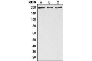 Western blot analysis of ZC3H13 expression in HeLa (A), NIH3T3 (B), PC12 (C) whole cell lysates. (ZC3H13 antibody  (C-Term))