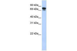 WB Suggested Anti-KIF22 Antibody Titration:  0. (KIF22 antibody  (N-Term))