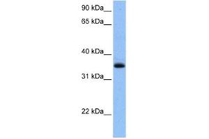 CHN2 antibody used at 1 ug/ml to detect target protein. (CHN2 antibody)