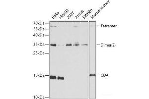 Western blot analysis of extracts of various cell lines using CDA Polyclonal Antibody at dilution of 1:1000. (CDA antibody)