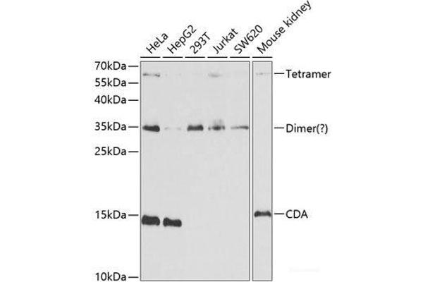 CDA antibody