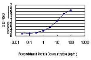 Detection limit for recombinant GST tagged PEPD is approximately 0. (PEPD antibody  (AA 1-493))