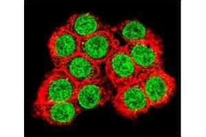 Immunofluorescence (IF) image for anti-X-Ray Repair Complementing Defective Repair in Chinese Hamster Cells 6 (XRCC6) (AA 521-548) antibody (ABIN3029655)