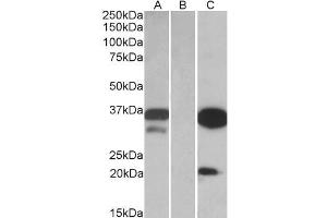 HEK293 lysate (10ug protein in RIPA buffer) over expressing Human DAPP1 with DYKDDDDK tag probed with ABIN768627 (0.