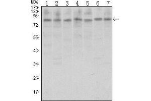 Western blot analysis using CTCF mouse mAb against A31 (1), MCF-7 (2), Hela (3), HCT116 (4), Jurkat (5), NIH/3T3 (6), and Cos7 (7) cell lysate. (CTCF antibody)