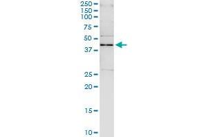 Immunoprecipitation of SAV1 transfected lysate using anti-SAV1 MaxPab rabbit polyclonal antibody and Protein A Magnetic Bead , and immunoblotted with SAV1 purified MaxPab mouse polyclonal antibody (B01P) . (SAV1 antibody  (AA 1-383))