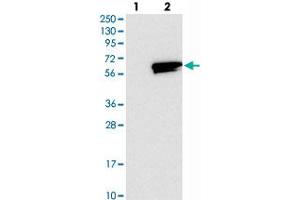 Western blot analysis of Lane 1: Negative control (vector only transfected HEK293T lysate), Lane 2: Over-expression Lysate (Co-expressed with a C-terminal myc-DDK tag (~3. (RASGEF1A antibody)