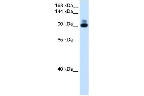 RSRC2 antibody  (C-Term)