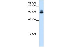 RSRC2 antibody used at 2.