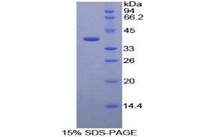 SDS-PAGE (SDS) image for Fibrinogen-Like 1 (FGL1) (AA 23-312) protein (His tag) (ABIN1079540)