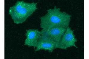 ICC/IF analysis of BHMT in Hep3B cells line, stained with DAPI (Blue) for nucleus staining and monoclonal anti-human BHMT antibody (1:100) with goat anti-mouse IgG-Alexa fluor 488 conjugate (Green). (BHMT antibody)
