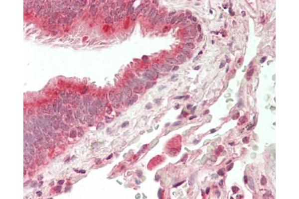 MRPL55 antibody  (FITC)
