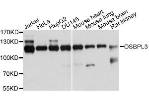 Western blot analysis of extracts of various cell lines, using OSBPL3 antibody. (OSBPL3 antibody  (AA 370-520))
