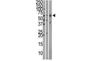 Image no. 1 for anti-Karyopherin (Importin) alpha 4 (KPNA4) (N-Term) antibody (ABIN357323)