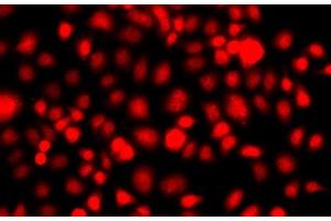 Immunofluorescence analysis of A549 cells using NR2E1 Polyclonal Antibody (NR2E1 antibody)